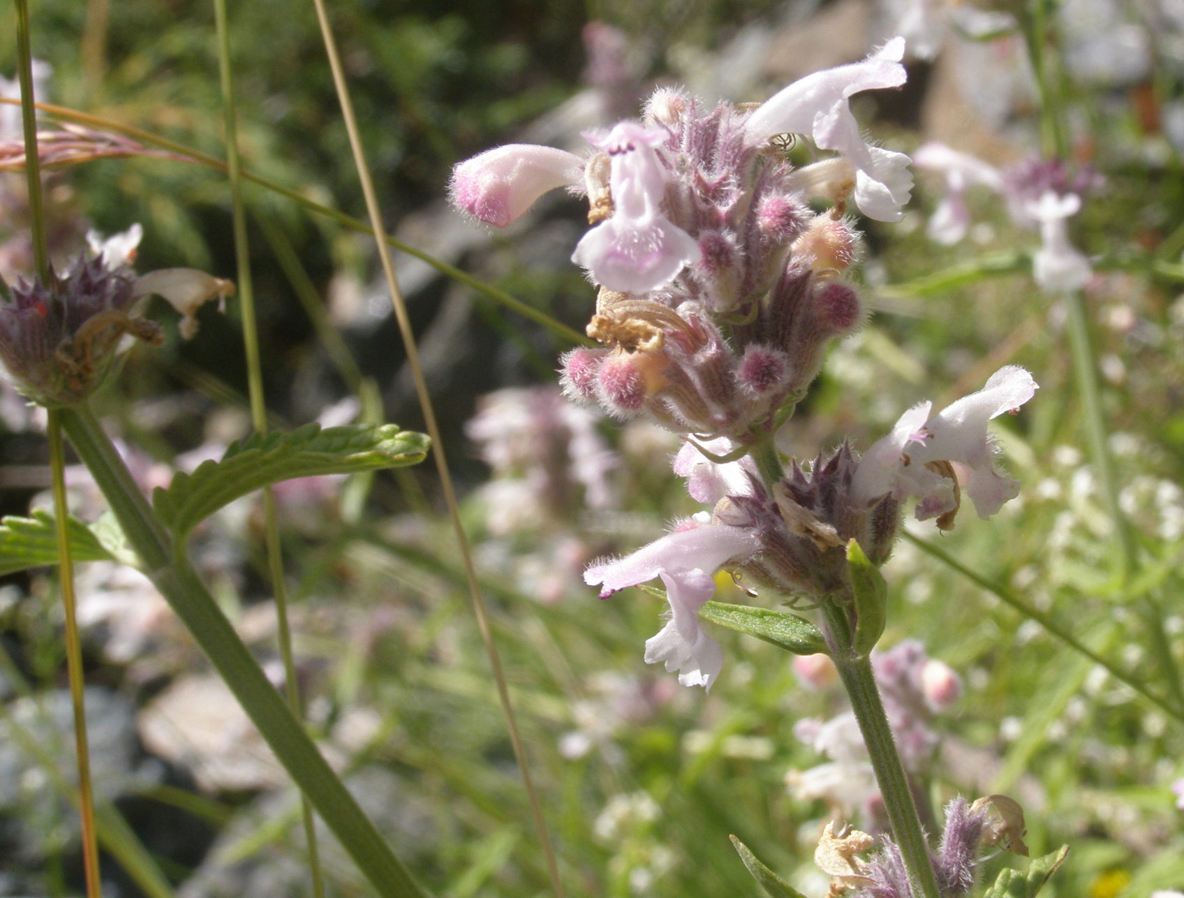Nepeta nepetella / Gattaia minore